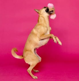 SCRUFFY PETER WOOFINGTON DOG TOY